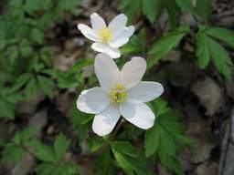 Ветреница дубравная (Anemone nemorosa)