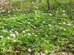 Ветреница дубравная (Anemone nemorosa)