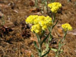 сухацвет (Helichrysum arenarium)