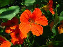 настурка (Tropaeolum)