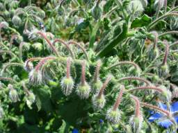 агурочная трава