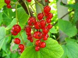 чырвоная парэчка (Ribes rubrum)