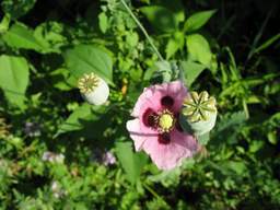 мара наркамана ^_^