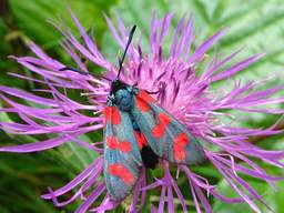 Стракатка вятроўнікавая (Zygaena filipendulae)
