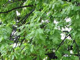 дуб после дождя