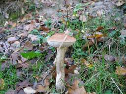 Падбярозавік