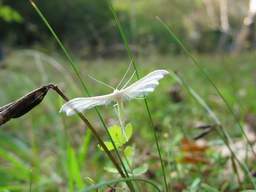 Пальцакрылка