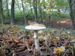 бледная паганка