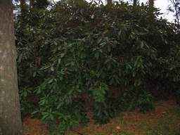 Менск, батанічны сад