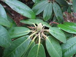 Менск, батанічны сад