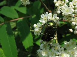 бронзовка на рябине