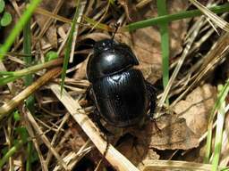 новозник (почти скарабей ^_^)