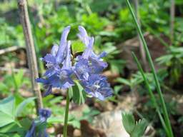 Ряст плотный (Хохлатка плотная, Corydalis solida)