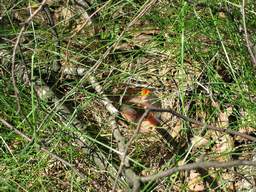 гняздо з птушанятамі