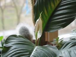 Спатіфиллум