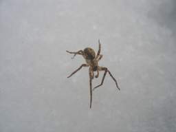 Павук на снегу :(