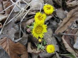 Маці-і-мачаха (Tussilago farfara)