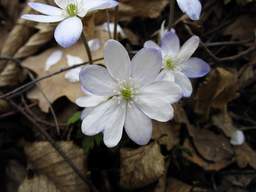Пралеска высакародная (Hepatica nobilis)