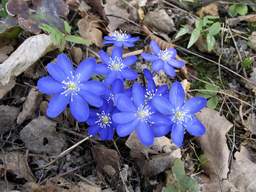 Пралеска высакародная (Hepatica nobilis)