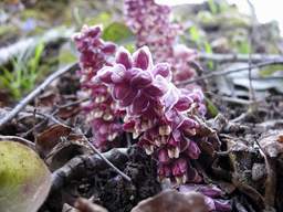 Пятроў крыж