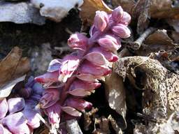 Пятроў крыж