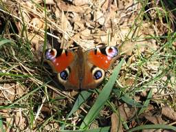 Паўлінавае вока