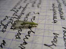 Падрыхтоўка да іспыту ^_^ (залатавочка)