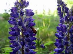 Лубін + Пчала