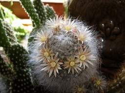 Кактус (ці то пародыя, ці то ребуцыя)