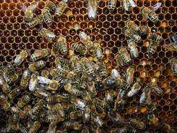 Пчолы на сотах