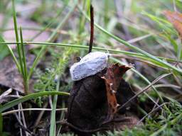 Ліставёртка