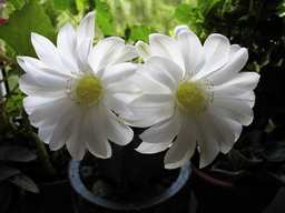 Эхінопсіс (кактус)