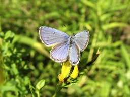Галубянка-ікар