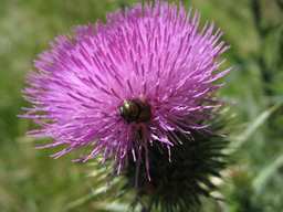 Чартапалох