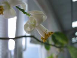 кветка цытрыны