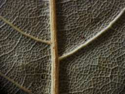 сушоны ліст