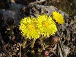 маці-і-мачаха