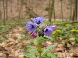 Медуница (Pulmonaria)