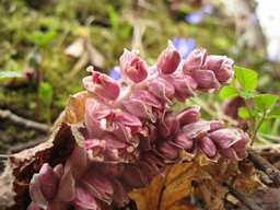 петров крест