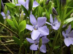 Барвинок (Vinca)