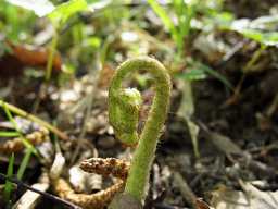 Папоротник