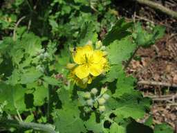 Чистотел (Chelidonium)