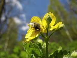 Чистотел (Chelidonium)