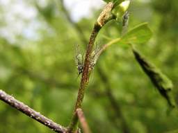 упіры-крывапіўцы ^_^