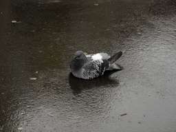 голуб пад дажджом