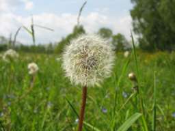 дзьмухавец (Taraxacum)