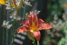 тыгровая лілея