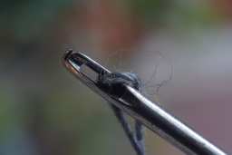 макра: вушка іголкі + пыл на матрыцы