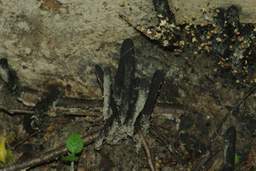 дзіўны грыб