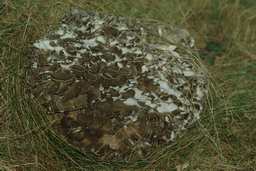 Грыфала мнагашапкавая (Grifola frondosa)